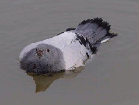 물에 빠진 비둘기