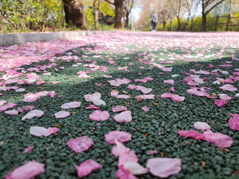 바닥에 떨어진 꽃잎들