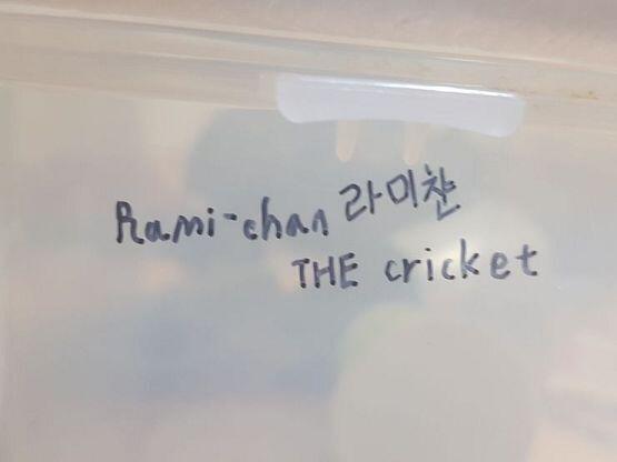Rami chan THE cricket