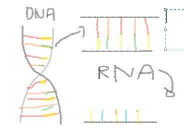 DNA는 이중나선 구조라 사다리 모양이잖아 그걸 세로로 가른걸 rna이라고 생각하면 편해