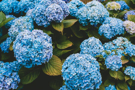 파란 수국꽃 좋아 군데군데 하얀꽃도 섞여있음 좋아