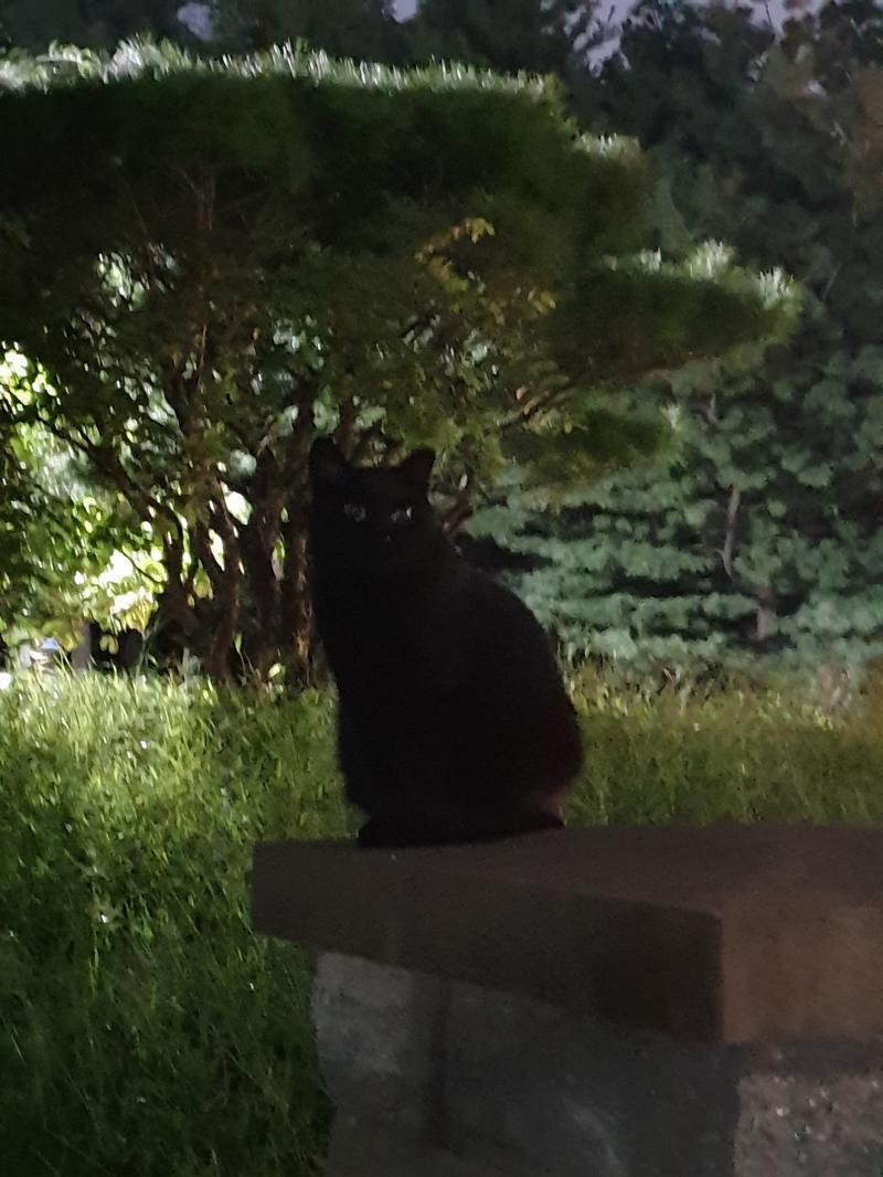 산책로에서 찍은 사진인데 내가 찍고도 밤에 검은 고양이를 찍은거라 못알보겠어
