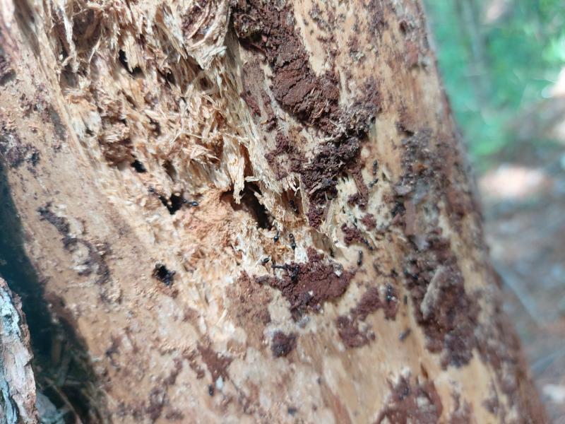 죽은 나무는 수많은 생물들의 먹이이자 은신처가 된다 사진의 나무는 개미들의 집이 되어주었다 개미의 종은 검은꼬리치레개미로 추정 죽은지 오래되어 썩을대로 썩은 나무는 호미로 살짝만