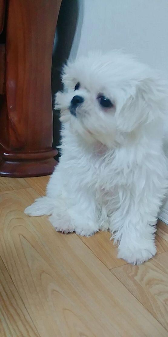 인증이라면 인증이랄까 도랑이랑 도도야