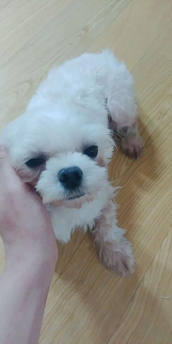 인증이라면 인증이랄까 도랑이랑 도도야