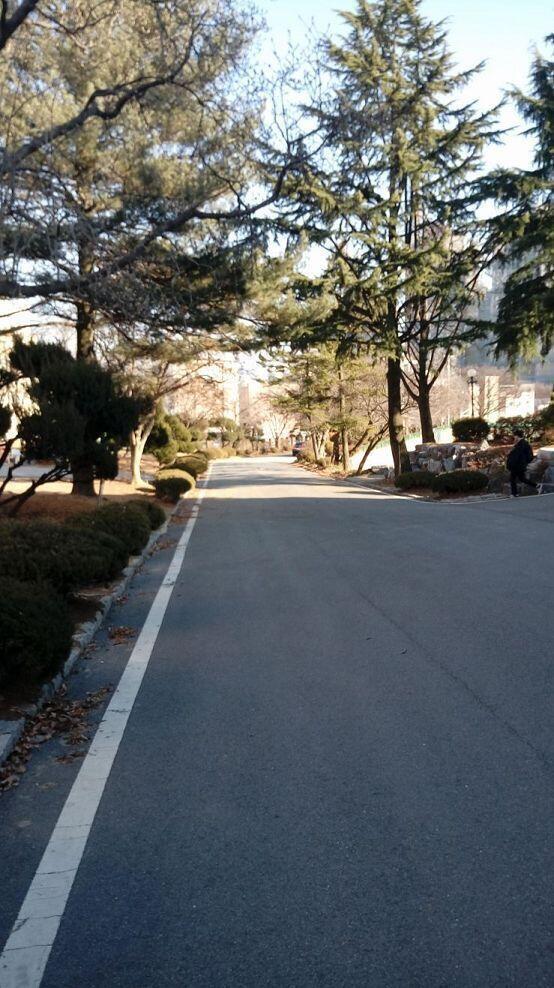 우리학교 안에는 기다란 가로수길이 있어. 원래는 정문이었는데 주변이 도시화돼서 지금은 쓰레기차 통로로만 쓰이고 학생들은 다른 쪽 문으로만 다녀.