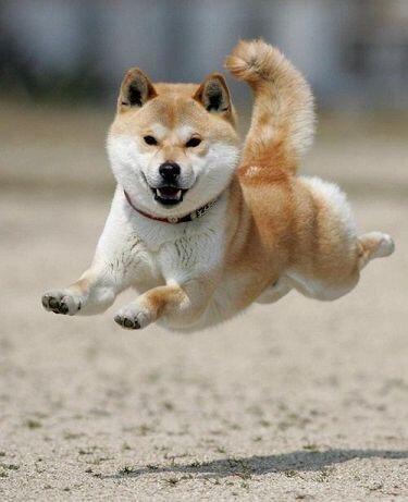 >>55 님 저 고양이파 아니고 개파예용. 일곱개면 나름 많이 봐드린거임. 아님 다른걸 가져와 ¯\(ツ)/¯