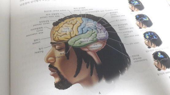 해부학책 보는 중인데 내 스타일 남자를 발견함 뇌도 섹시하다