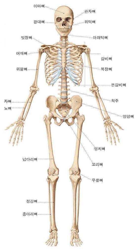 뼈대랑 손