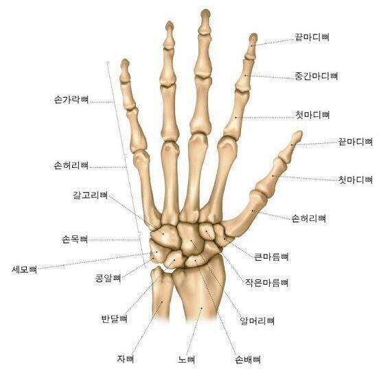 뼈대랑 손