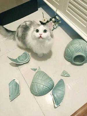 그 와중에 고양이가 집안의 가보를 박살내고 말았다!