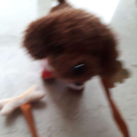 처음 사오셨을때 찍었던 사진이 다행히 한장있네 인형 사진달라고 한 레스를 못읽어서 늦게라도 올려