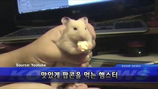 대신귀 여운햄 팝콘을 드리겟 습니다