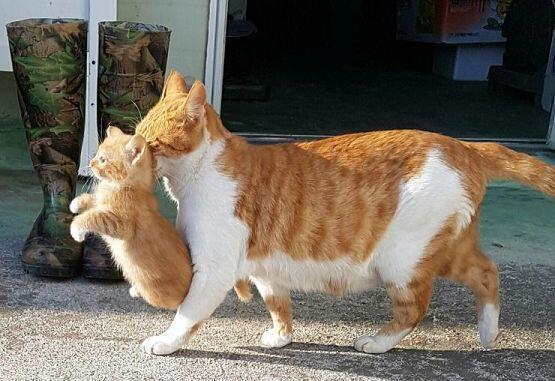 귀여운 고양이 보고 힐링하고 가세얌