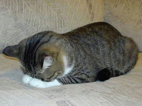 코 자자