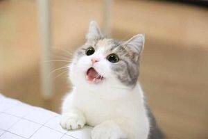 다음생은 고양이로 태어날 거야