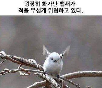 배뱌뱝