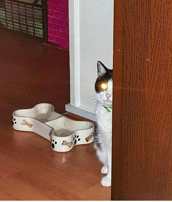 동물 친구들 + a