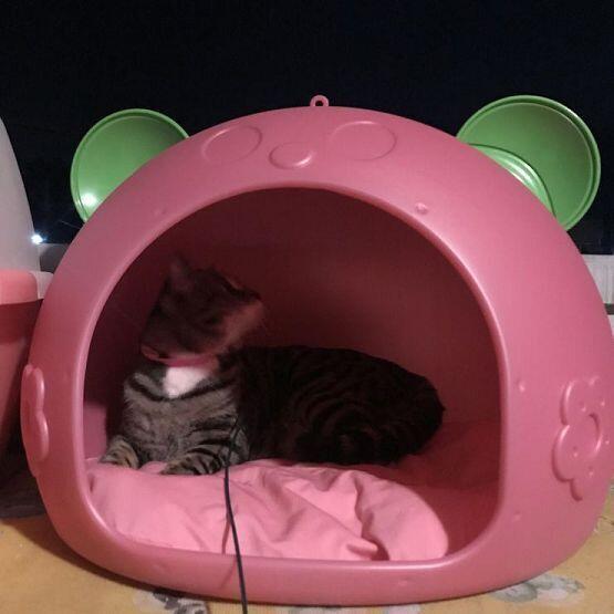 오늘 떠나보냈어 우리 예쁜 처음이를 11개월동안 집안에서 키우다가 엄마가 반대를 너무 심하게해서 밖에서 키웠는데 애가 너무 스트레스 받았나봐 주