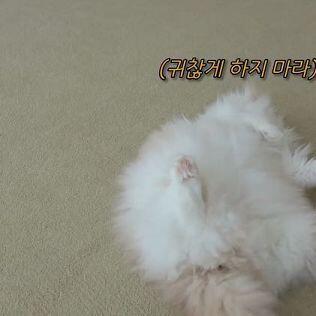 뀨