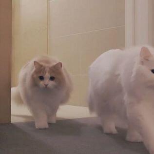 빵뎅이공격