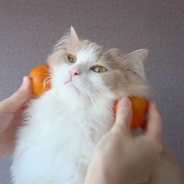 고먐미도 봐랏!