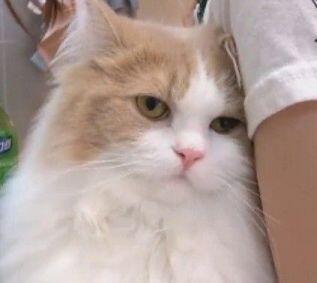 이 고양이 귀엽지?