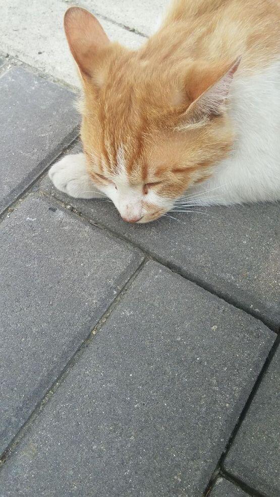 근처 길냥이!!! 근데 처음봣을때 한대 맞았다.. 그 다담날 보니까 애교부리더라..그래서 츄르사줌....야옹이가 강경과 회유를 너무 잘알고있어.