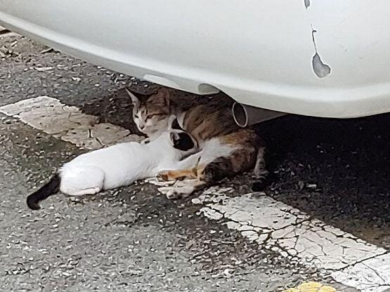 집근처 고양이..
