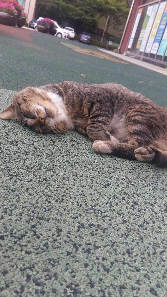 나도 길냥이