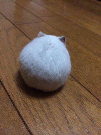 혹시 햄스터 좋아해? 무서움 푸는데에 도움될지 모르겠지만 햄찌 뒷모습 힐링받구 자.