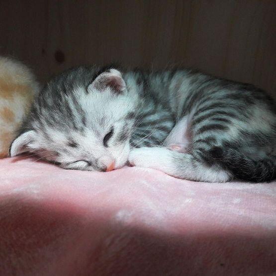 1달된 울집 아기고양이 !!