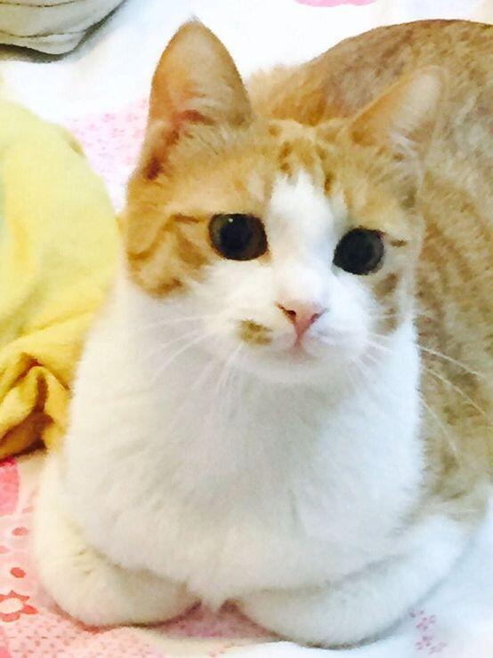 주워모은 애옹이 사진 22