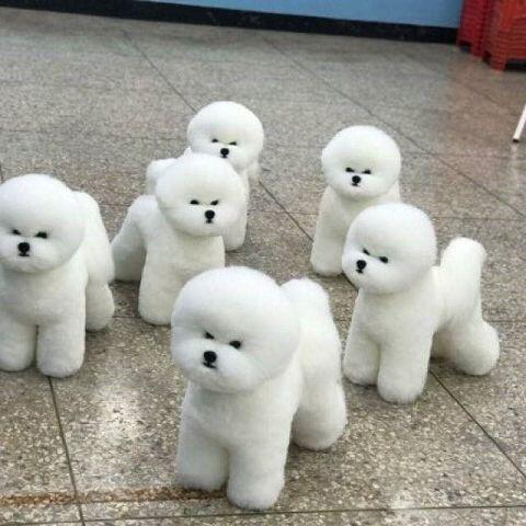 여기저기서 주워모은 애옹이 사진.... 과 멍뭉이도 많이 사랑해줘!!