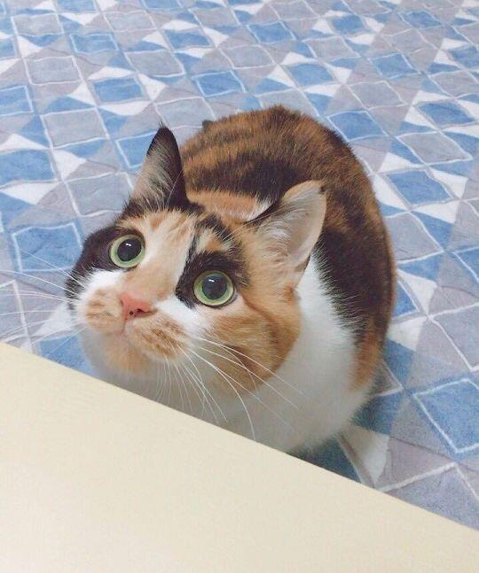 여기저기서 주워모은 애옹이 사진.... 과 멍뭉이도 많이 사랑해줘!!
