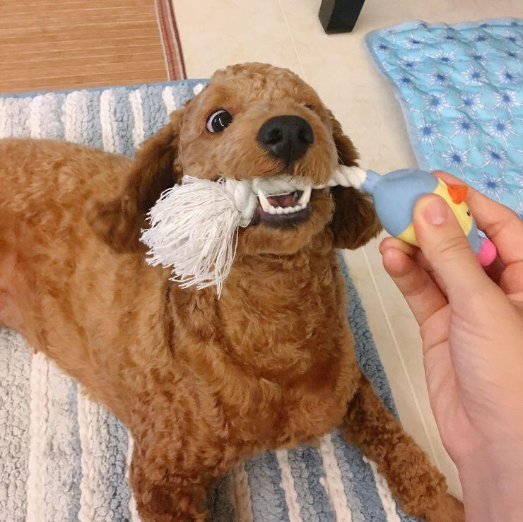 우리집 개!