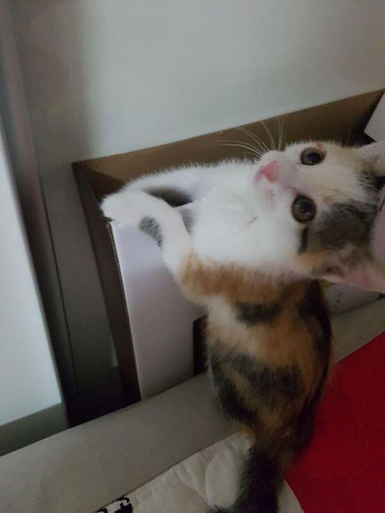 우리집고양이