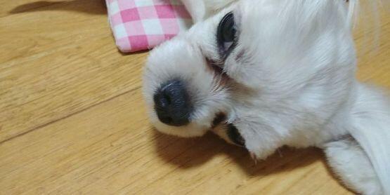 우리집 대표 얼짱 테오사마