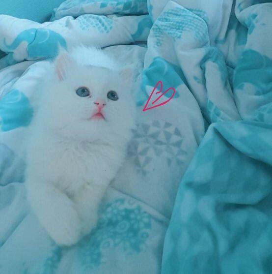 우리집고양인데 차례대로 2개월때 5개월때 6개월때야