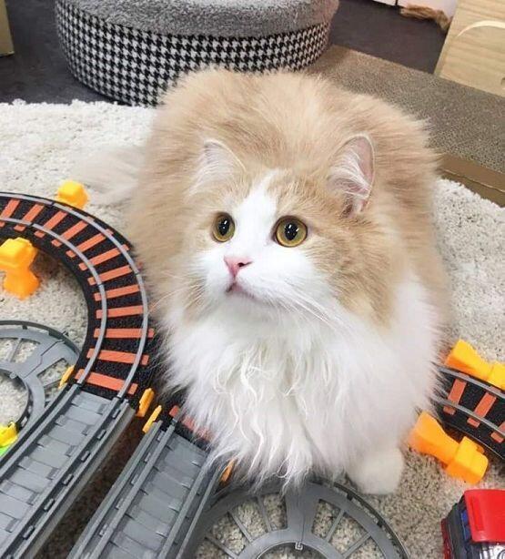 난 애완고양이