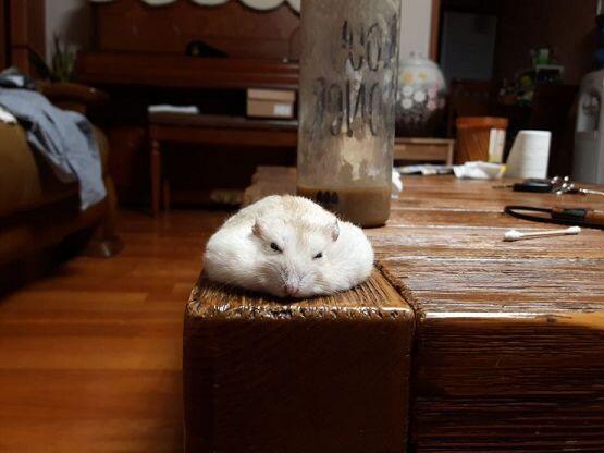 녹은 햄스터처럼 되기