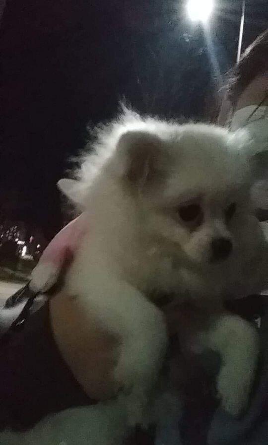 우리 손두부야 성이 손 이름이 두부. 1월달에 3개월이었으니까 지굼은 한 8개월 정도..? 여자애야