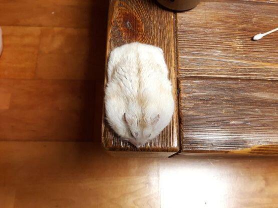 녹은 햄스터처럼 되기