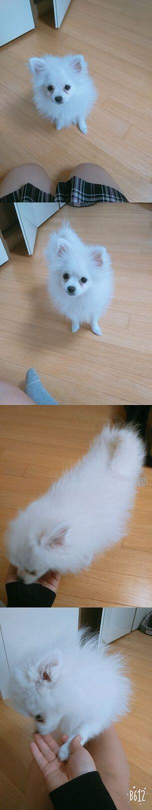 우리 손두부야 성이 손 이름이 두부. 1월달에 3개월이었으니까 지굼은 한 8개월 정도..? 여자애야