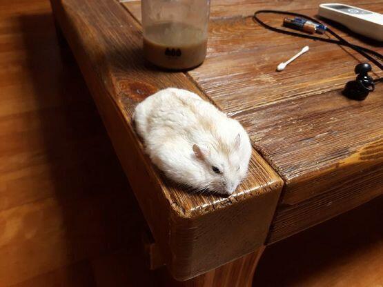 녹은 햄스터처럼 되기