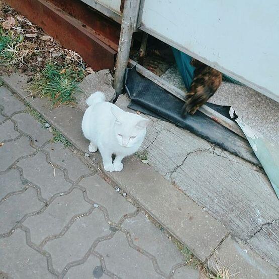 새하연 고양이