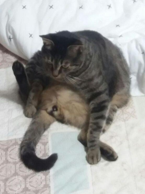 현타갖는 고양이