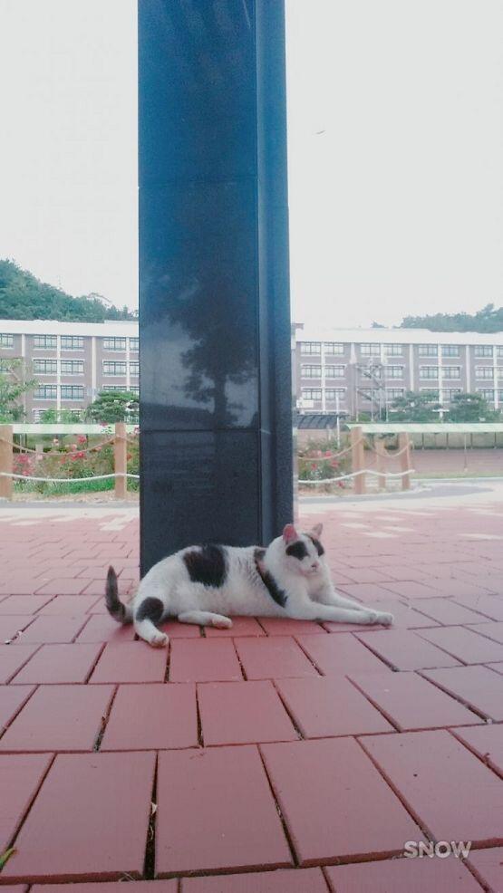 헉 아 전에 있던 중학교 마스코트 (?) 고양이님이셔ㅠㅜㅠㅜㅠ 가끔 하교 시간대에 학교 운동장 옆 바위나 근처 벤치나 기둥ㅍ기대 앉아있던 고양이