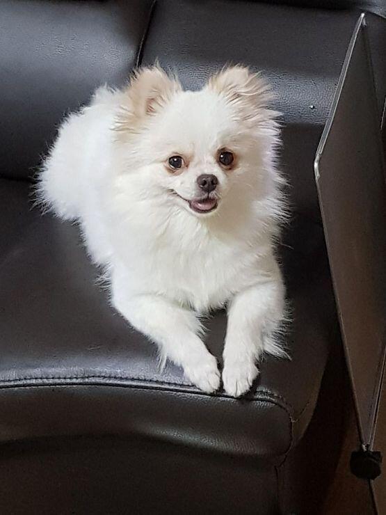 스펙 별) 닥스훈트 믹스견, 여자아이, 한 살, 댕청댕청해, 집에 가족이 오면 꼬리를 세게 흔드는데 방뎅이도 같이 흔들려ㅠㅠㅠ귀여워어어ㅓ어어ㅓㅓ