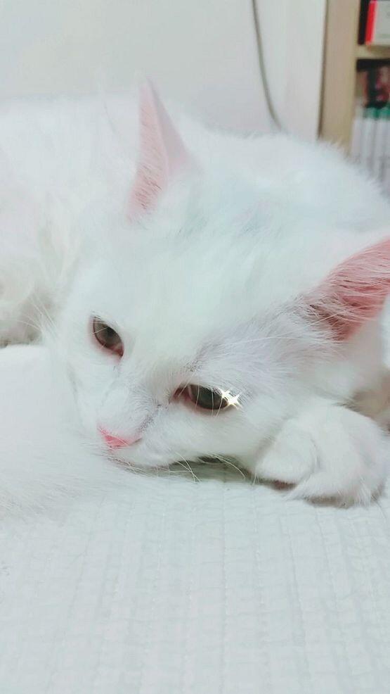 우리집 고양이 두마리! 초초 미세 그리고 친구네 먼지도 있어 사진 올라갈지 잘 모르겠다